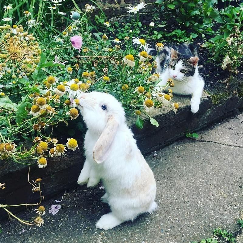 Cat and rabbit smelling flowers