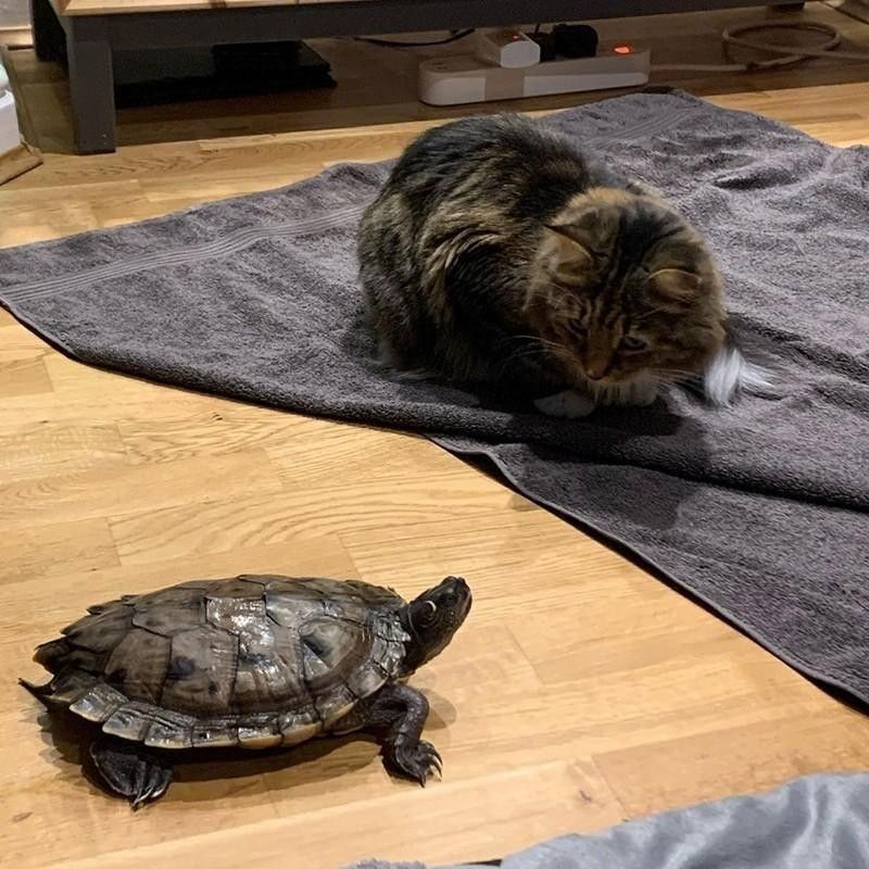 Cat and turtle