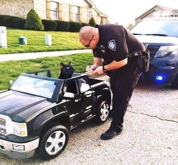 Cat being arrested