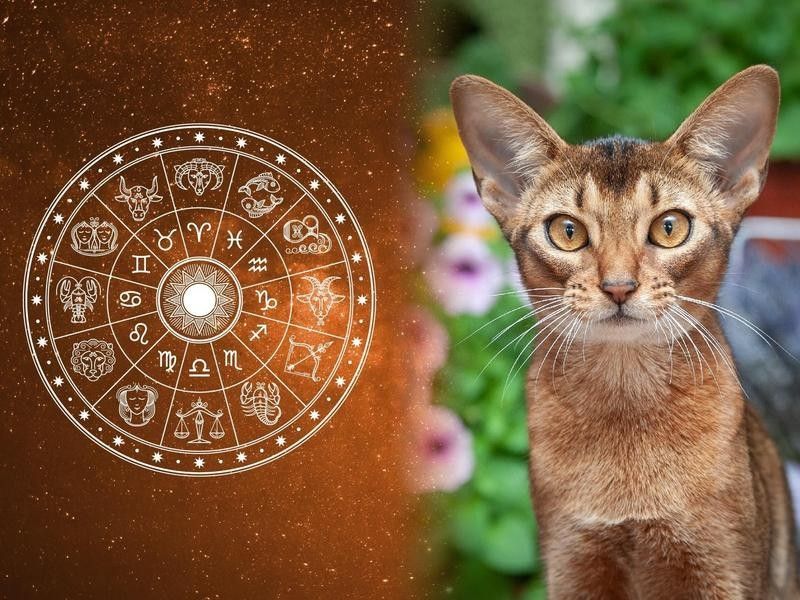Cat Breeds for All 12 Horoscope Signs