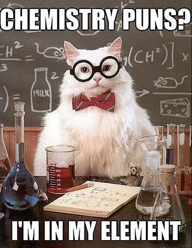Cat chemistry teacher