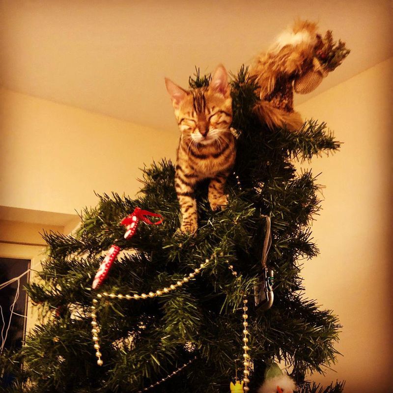 Cat climbing a Christmas tree