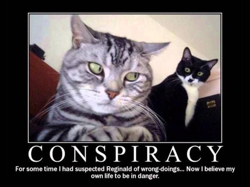 Cat conspiracy