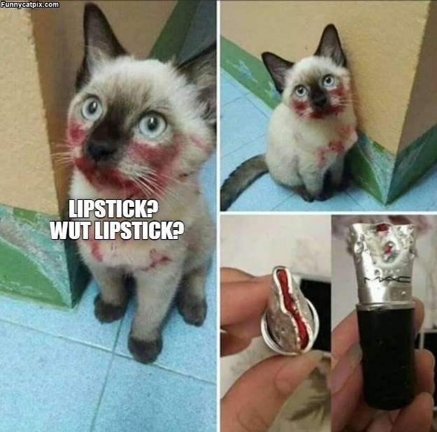 Cat covered in lipstick