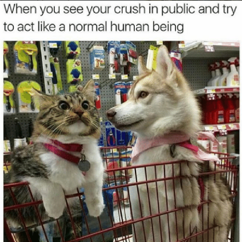 Cat crush