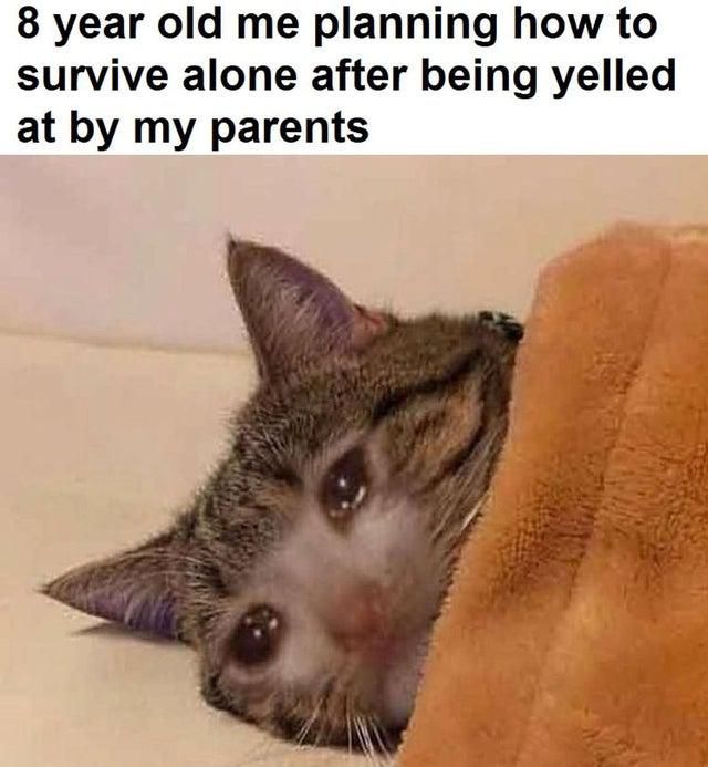 Cat crying after being yelled at by parents meme