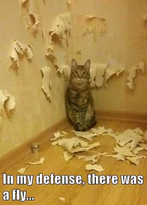 Cat destroying wall paper