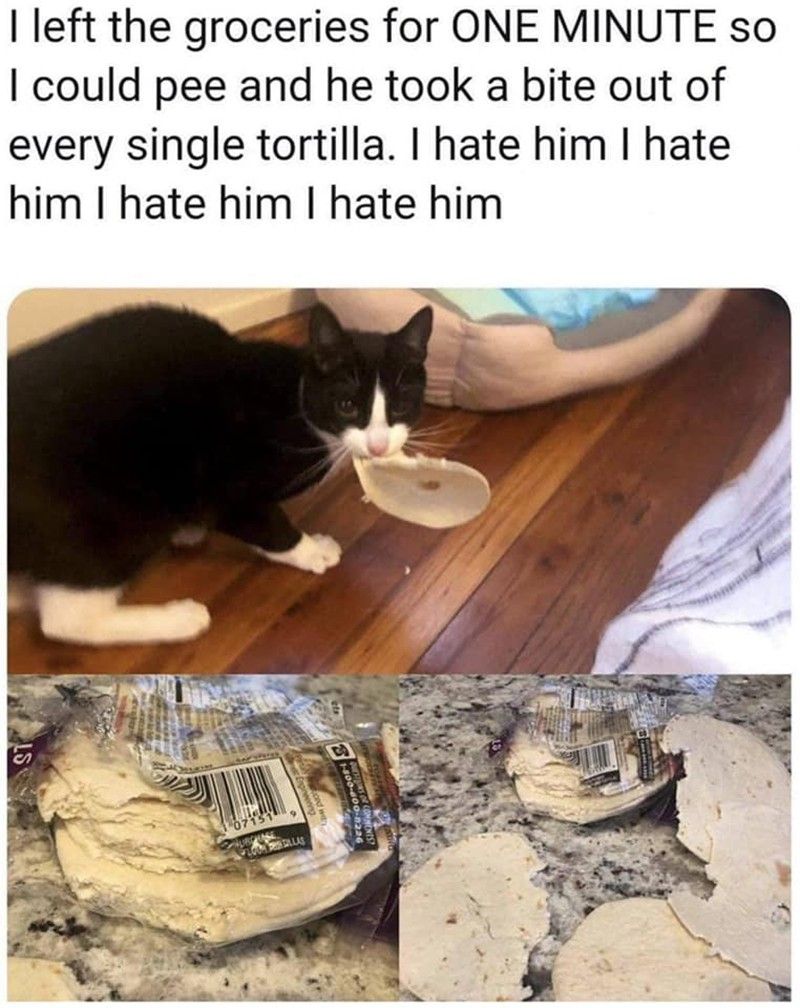 Cat eating tortillas