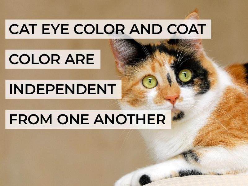 Cat Eye Color and Coat Color Are Independent From One Another