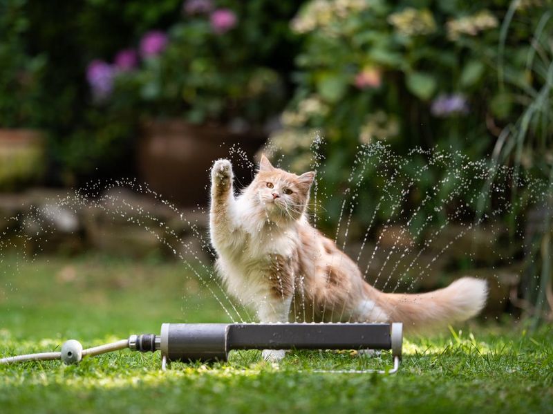 cat garden lawn sprinkler