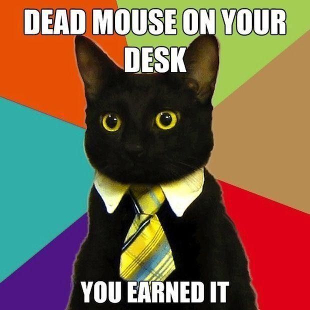 Cat gets a reward of a dead mouse