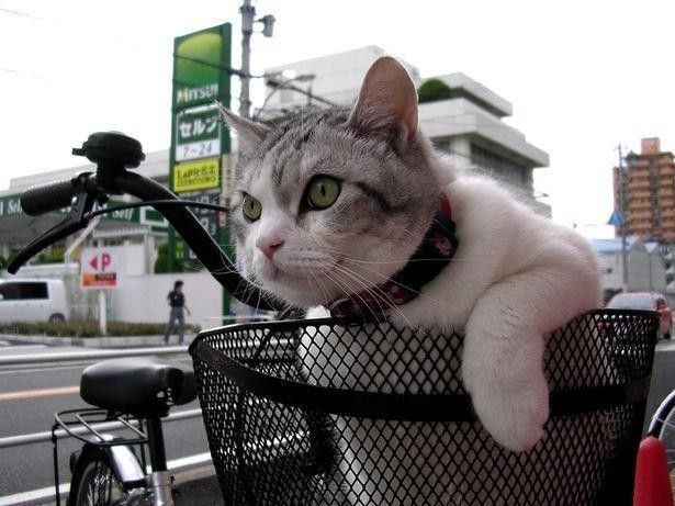 Cat in a bike basket