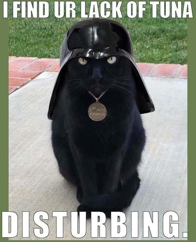 Cat in a Darth Vader helmet