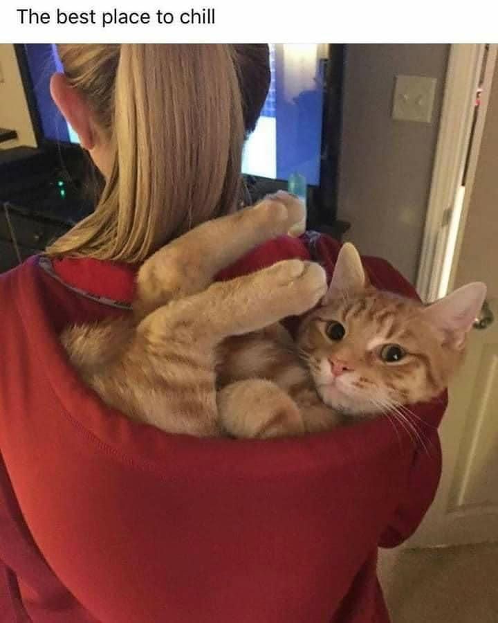 Cat in a hoodie