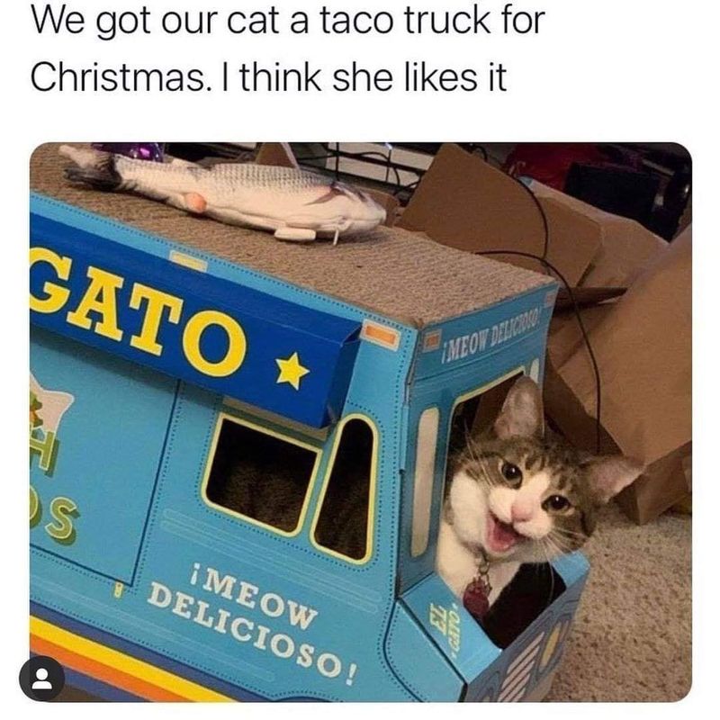 Cat in a taco truck meme