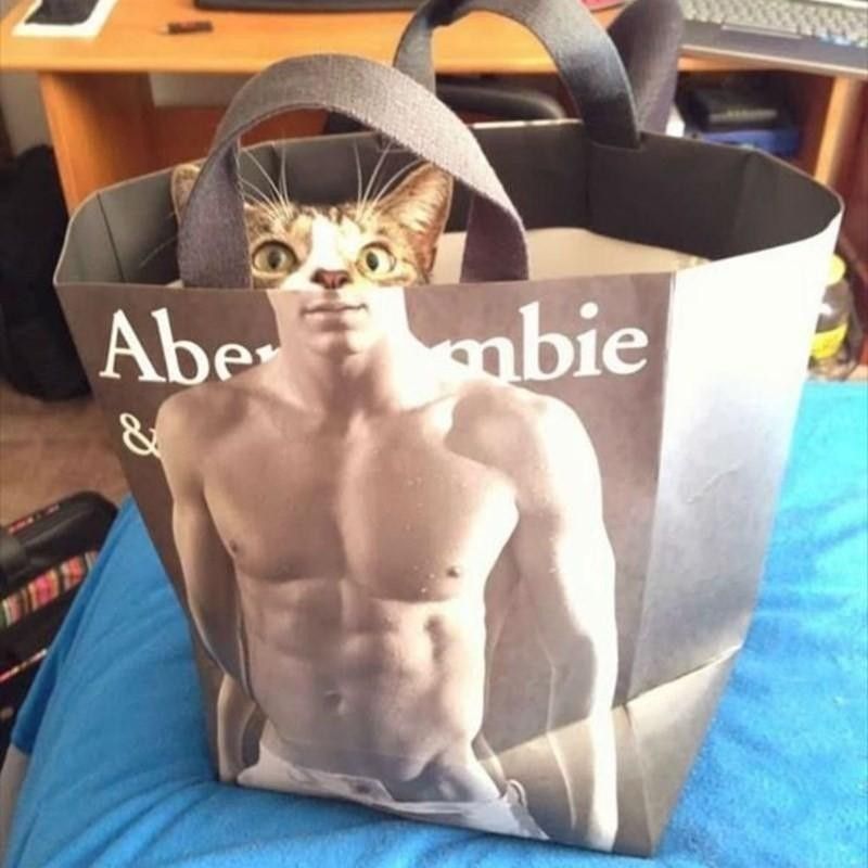 Cat in an Abercrombie & Fitch bag