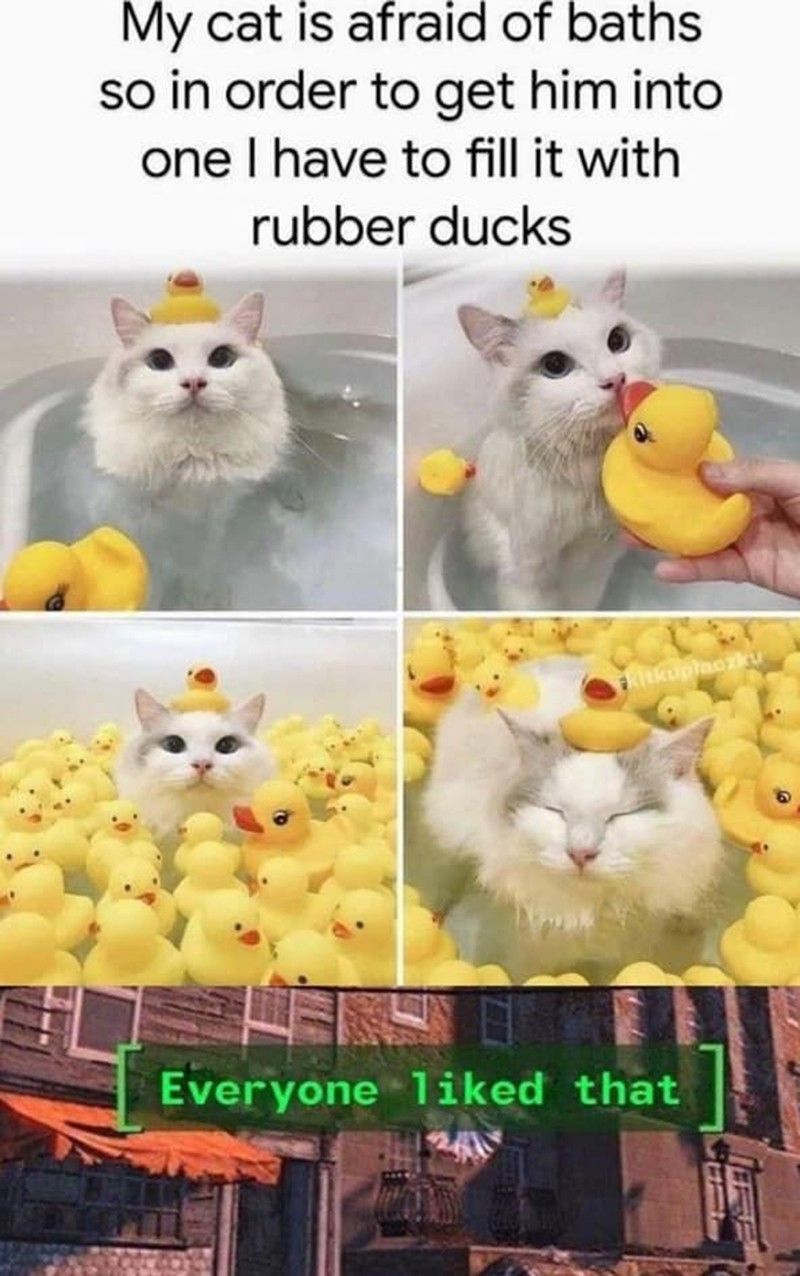 Cat in bath with rubber ducks