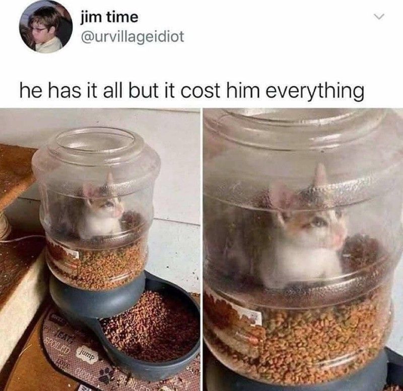 Cat in food dispenser meme