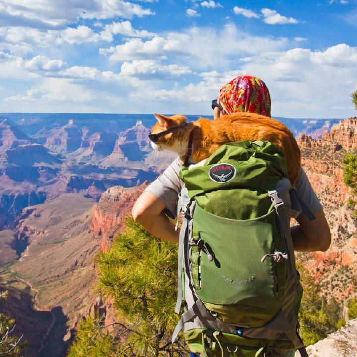Cat in the Grand Canyon