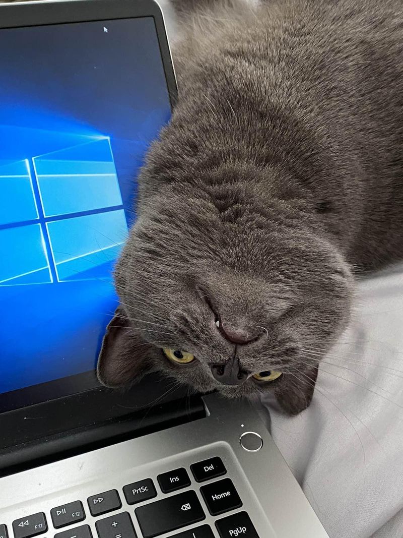 Cat interrupting work