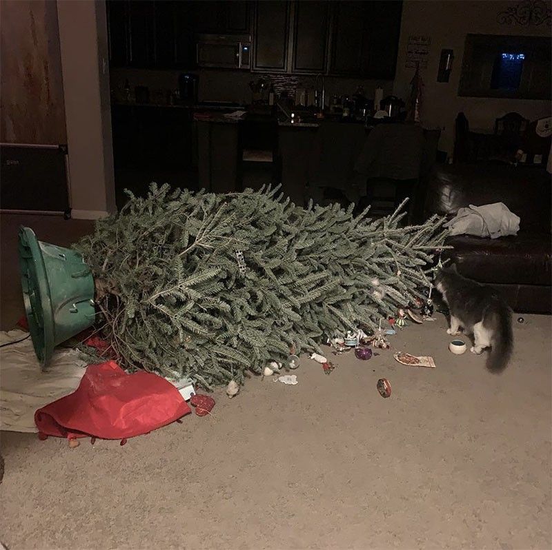 Cat knocks down Christmas tree