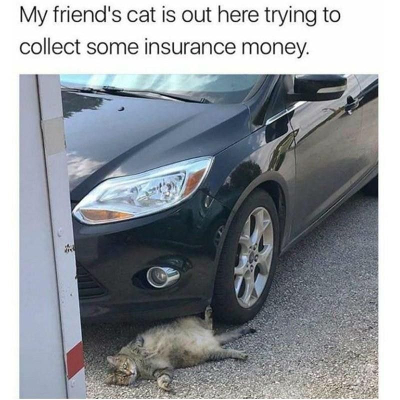 Cat laying under a car