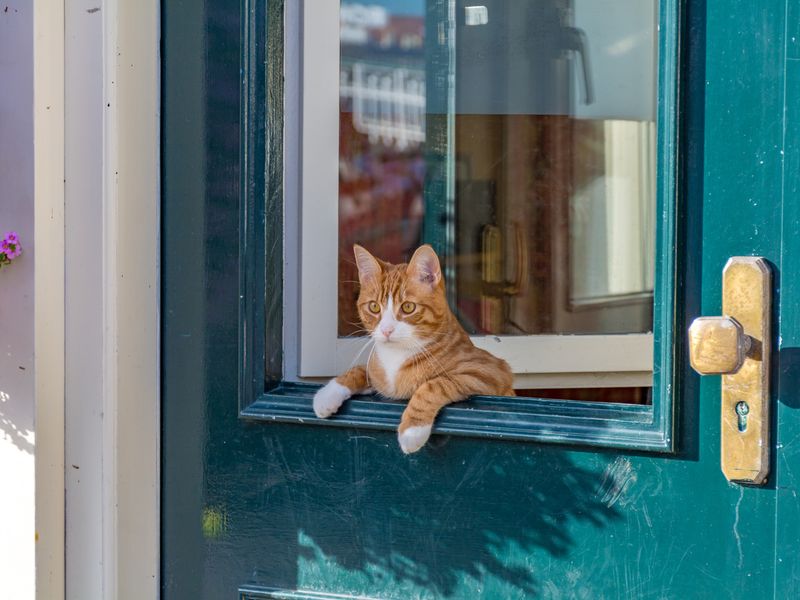 Cat leaning over green door