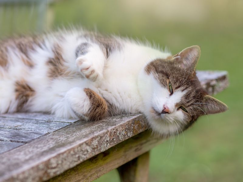 cat relaxing on garden table
