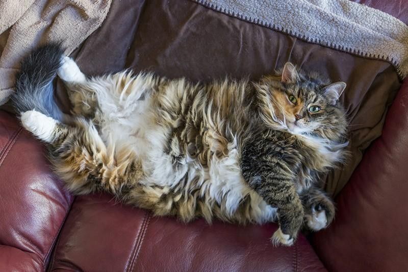 Cat showing belly