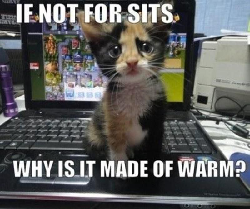 Cat sitting on a laptop