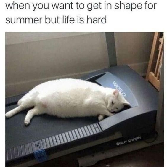 Cat sleeping on a treadmill