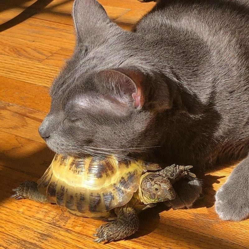 Cat sleeping on turtle