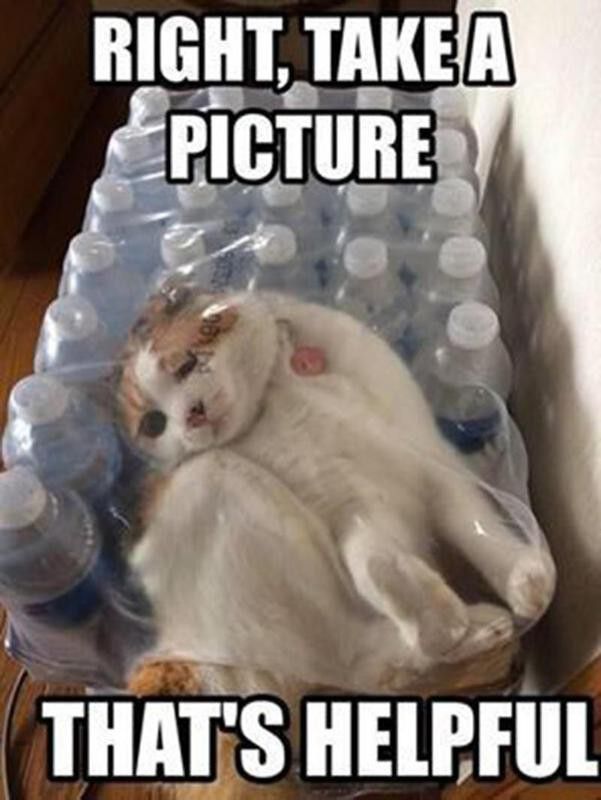 Cat stuck in water bottle case