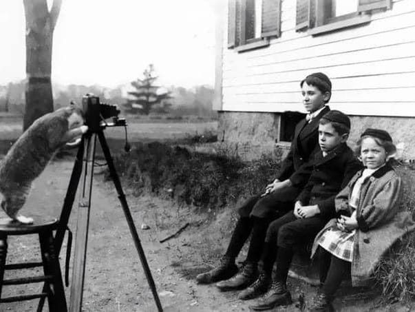 Cat taking photos of three young children