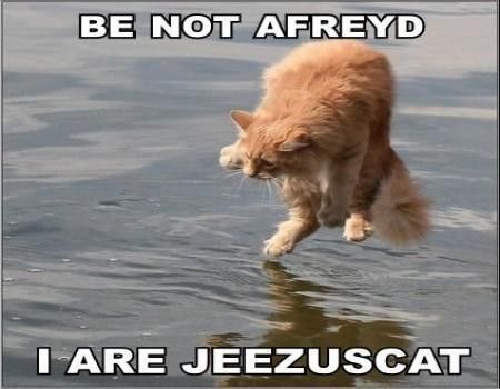 Cat walking on water