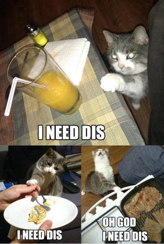 Cat wants food and drinks