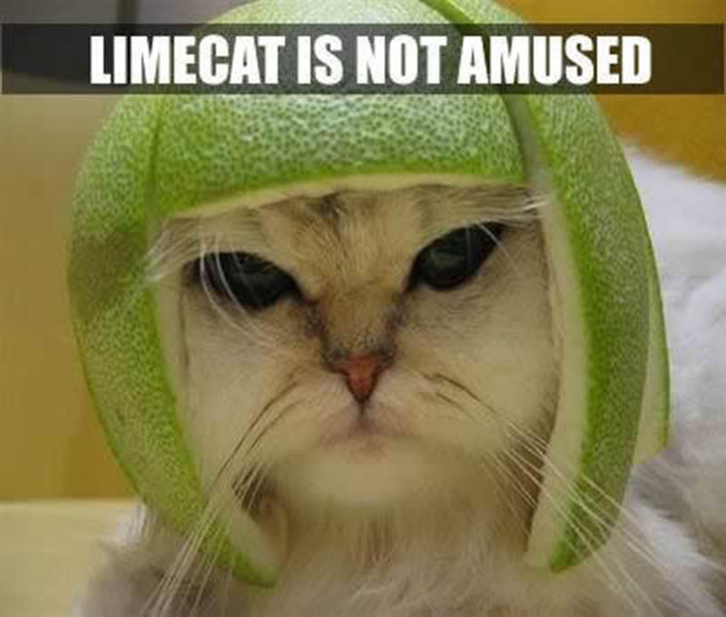Cat wearing hat made out of lime rind