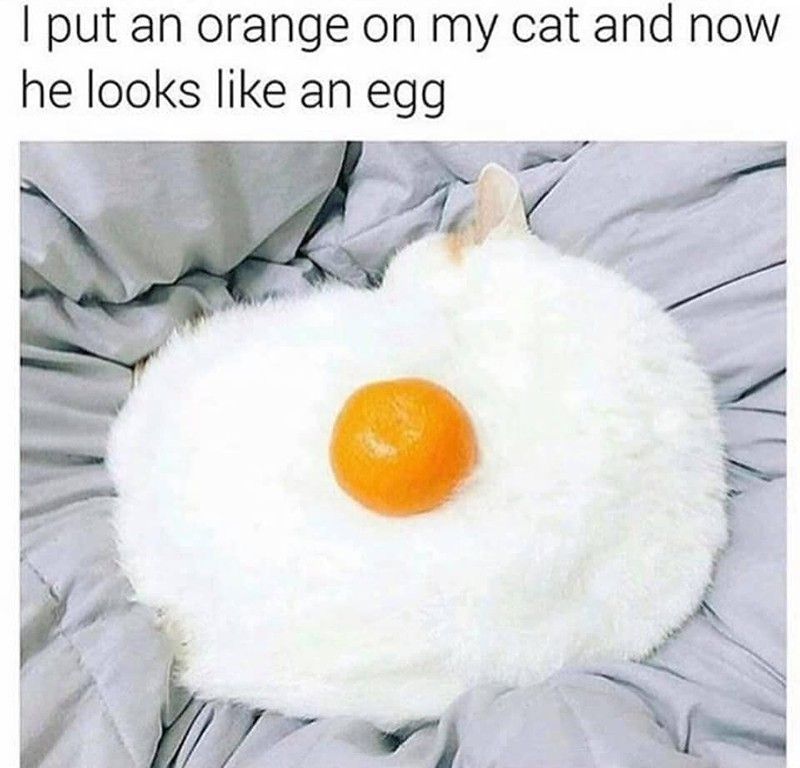 Cat with an orange
