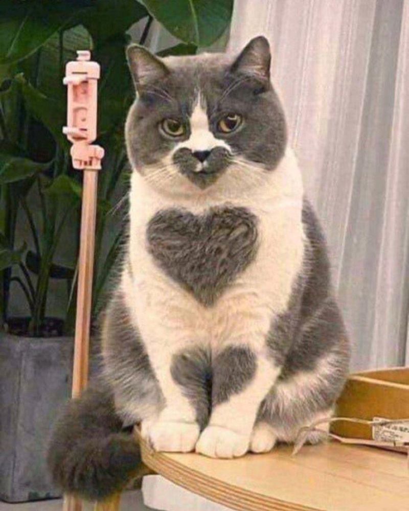 Cat with hearts on it
