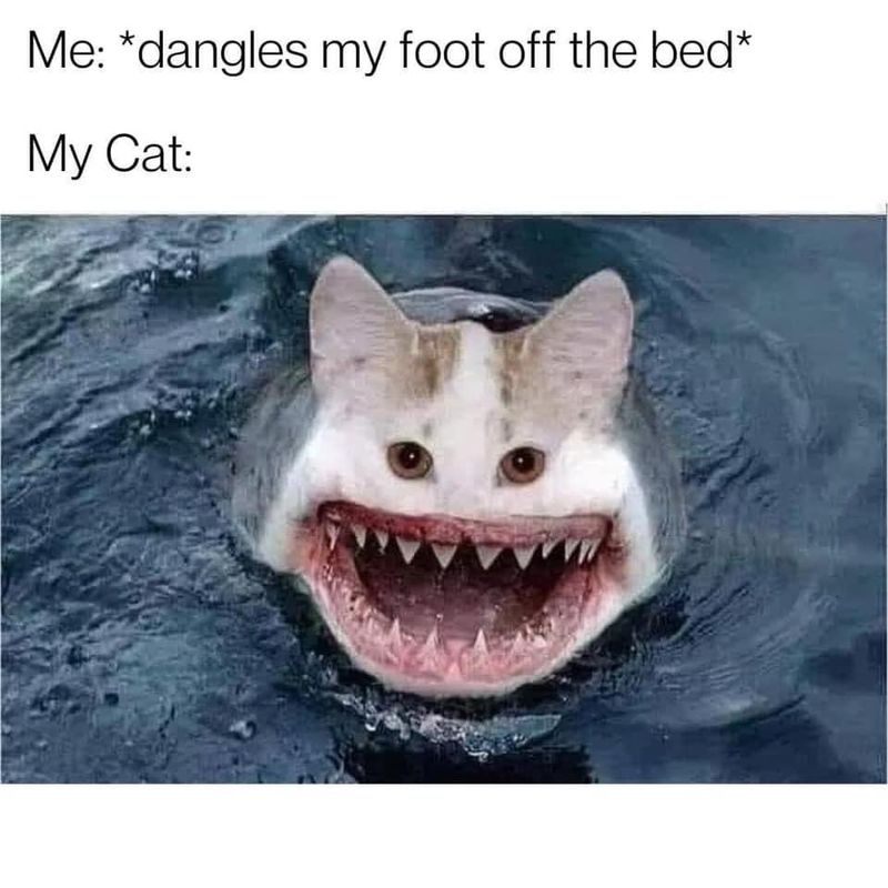 Cat with shark teeth