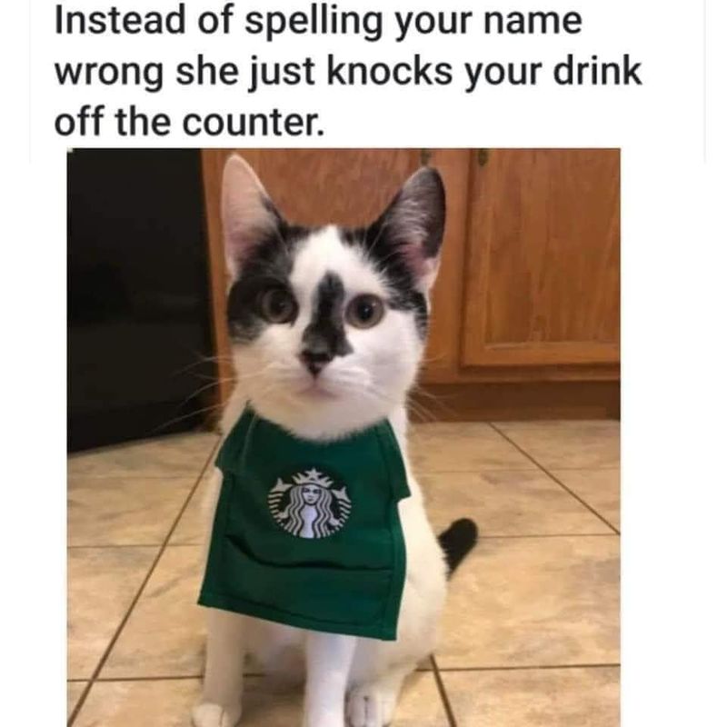 Cat with Starbucks apron