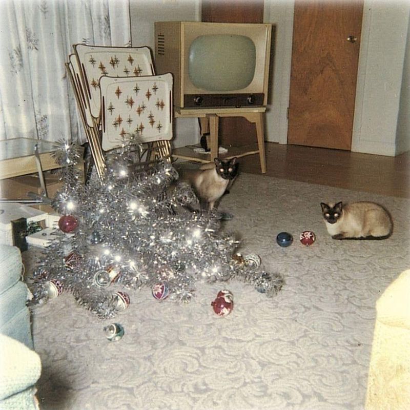 Cats and a fallen Christmas tree