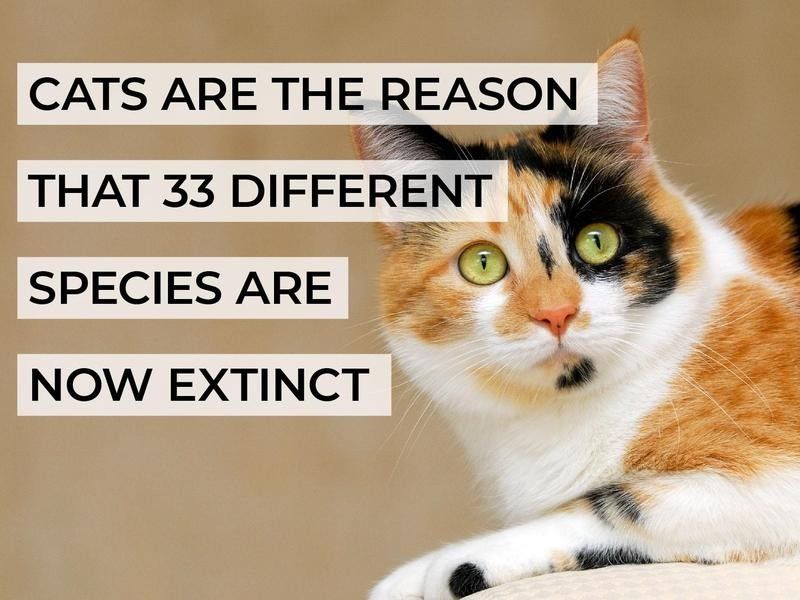 Cats Are the Reason That 33 Different Species Are Now Extinct