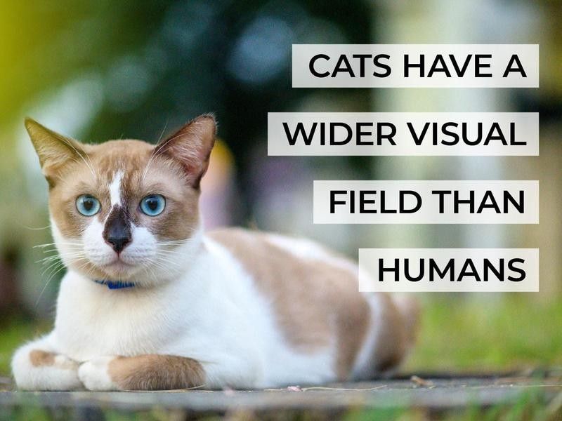 Cats Have a Wider Visual Field Than Humans