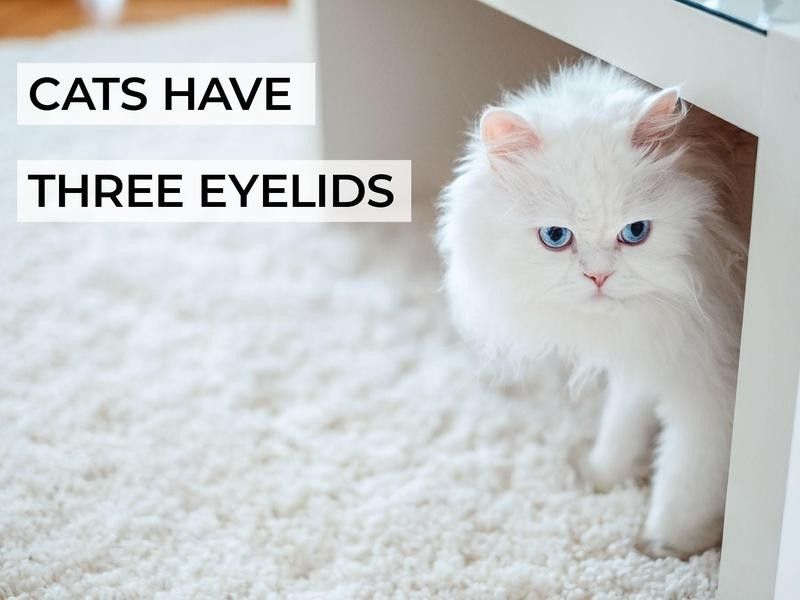 Cats Have Three Eyelids