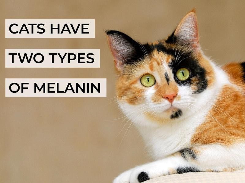 Cats Have Two Types of Melanin