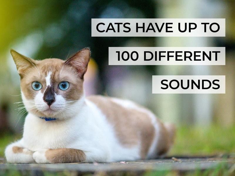 Cats Have Up to 100 Different Sounds