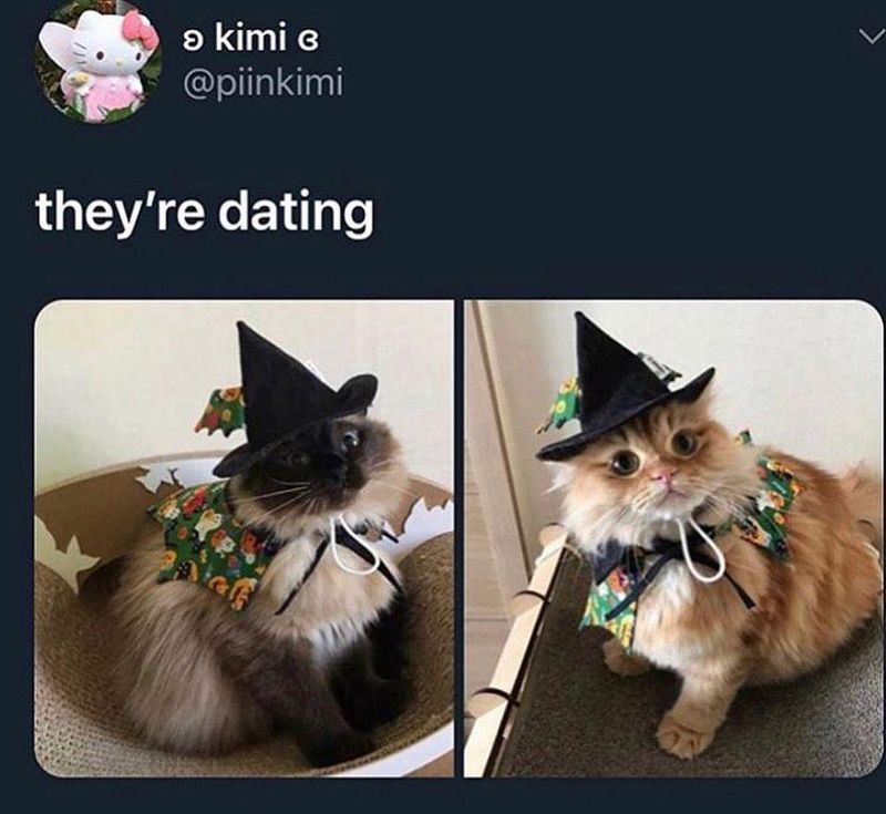 Cats in witch hats