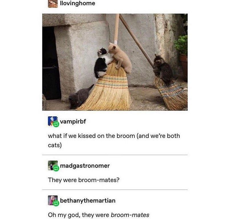 Cats on a broom
