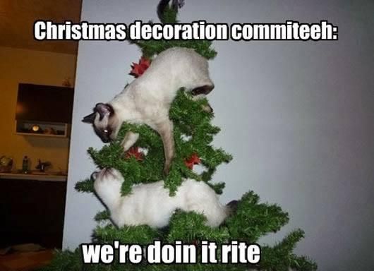 Cats on a Christmas tree meme
